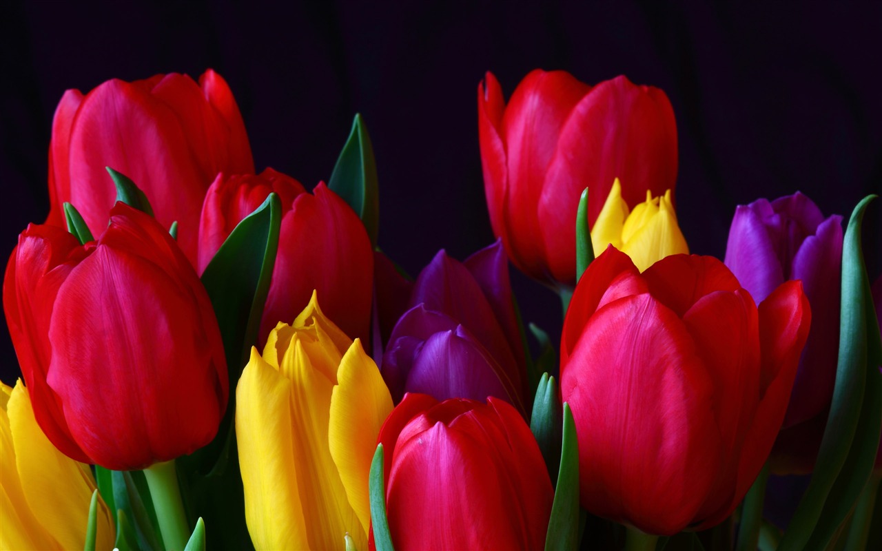 Large tulip wallpaper (1) #1 - 1280x800