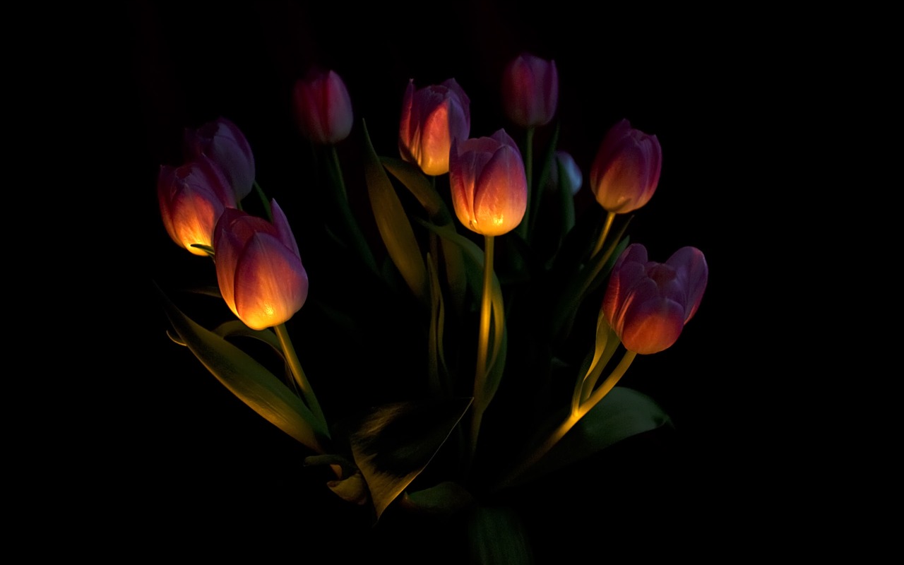 Large tulip wallpaper (1) #2 - 1280x800