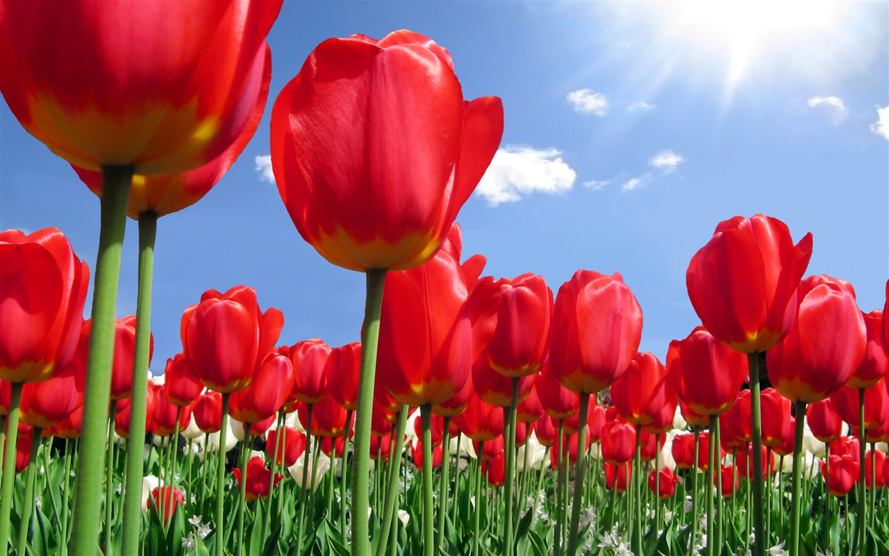 Velký tulipán tapety (1) #5 - 1280x800