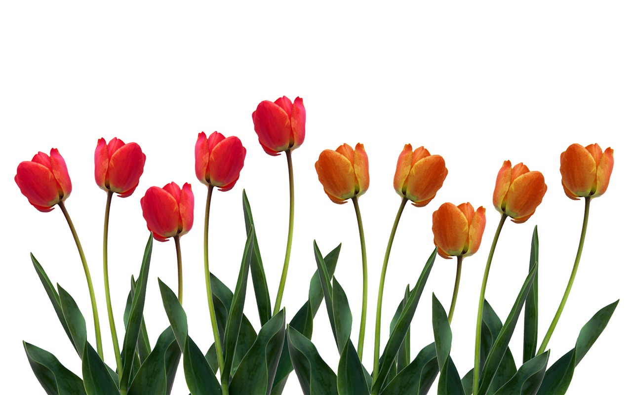 Velký tulipán tapety (1) #8 - 1280x800