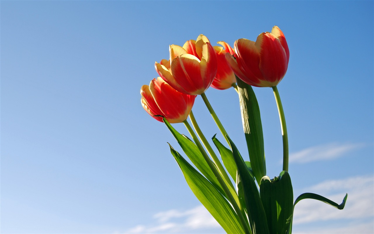 Velký tulipán tapety (1) #19 - 1280x800