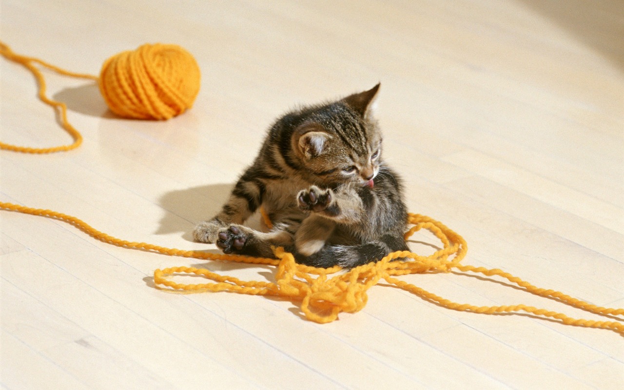 1600 Cat Foto tapety (6) #4 - 1280x800