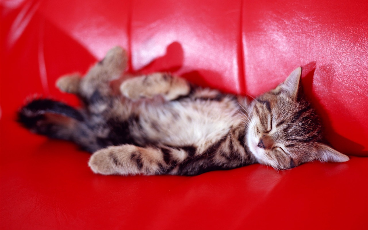 1600 Cat Foto tapety (6) #5 - 1280x800