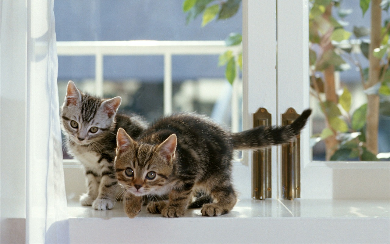 1600 Cat Photo Wallpaper (6) #10 - 1280x800