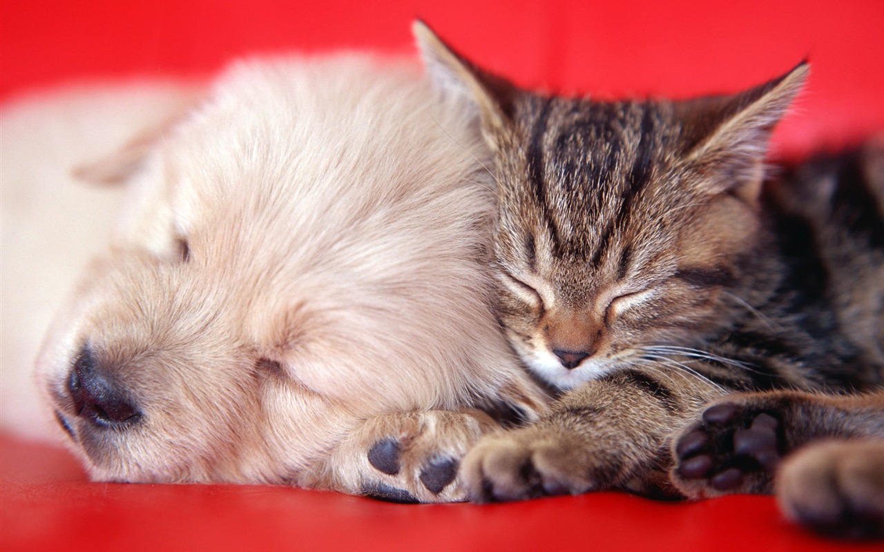 1600 Cat Foto tapety (6) #13 - 1280x800