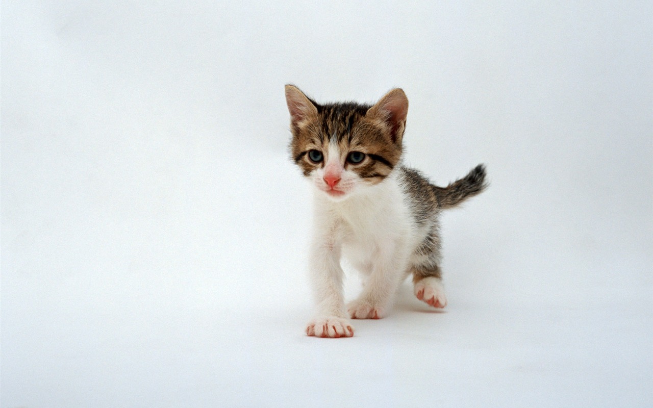 1600 Cat Foto tapety (6) #14 - 1280x800