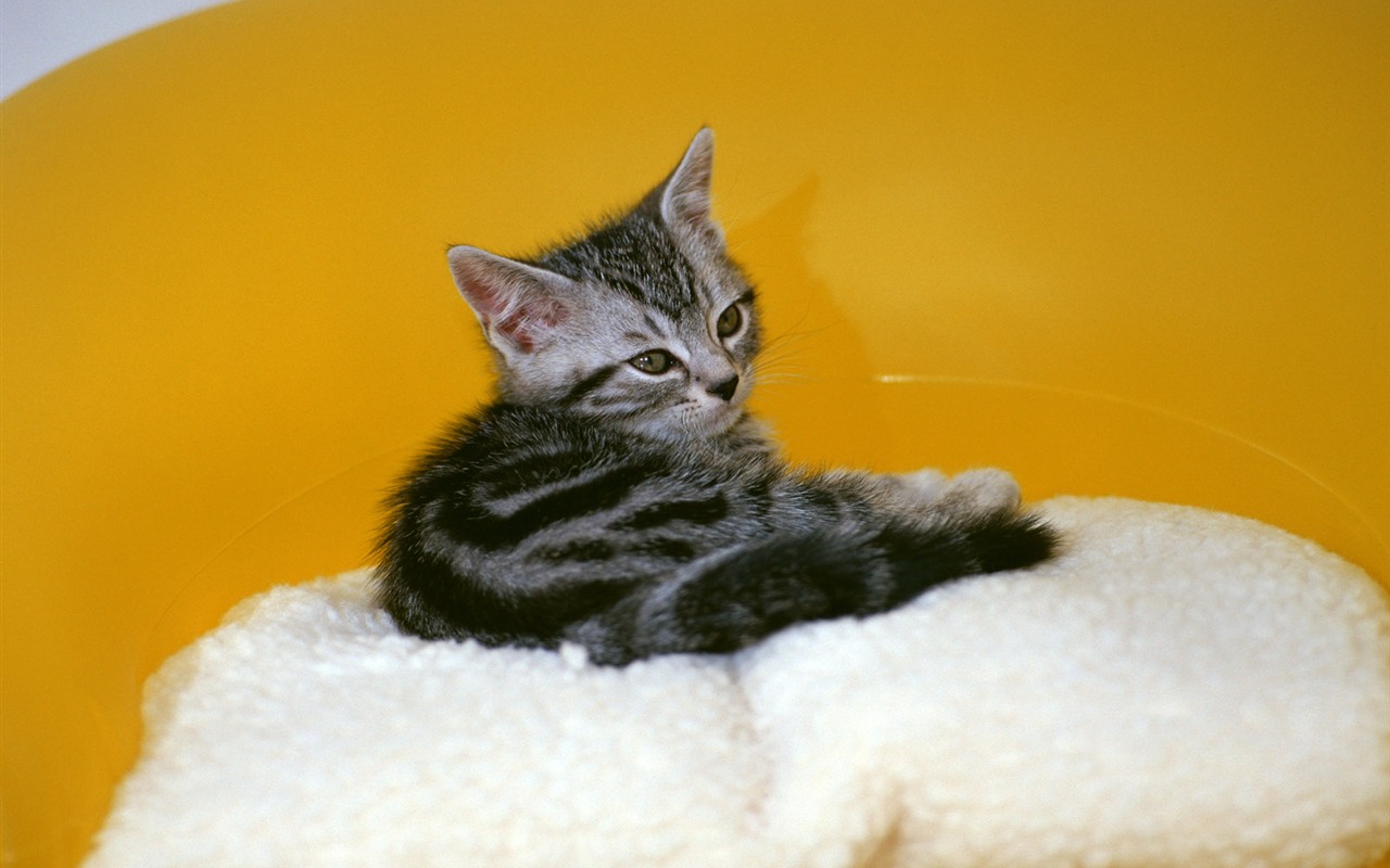 1600 Cat Photo Wallpaper (6) #15 - 1280x800