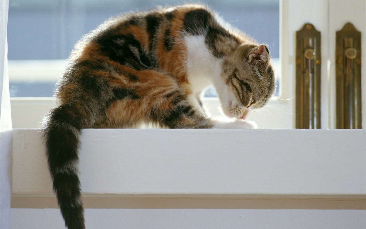 1600 Cat Foto tapety (6) #19 - 1280x800