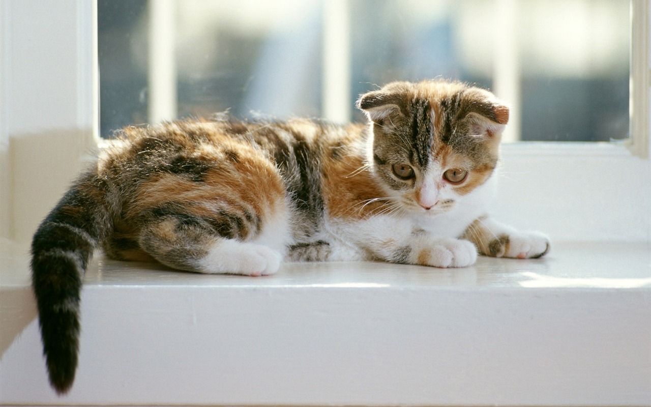 1600 Cat Foto tapety (6) #20 - 1280x800