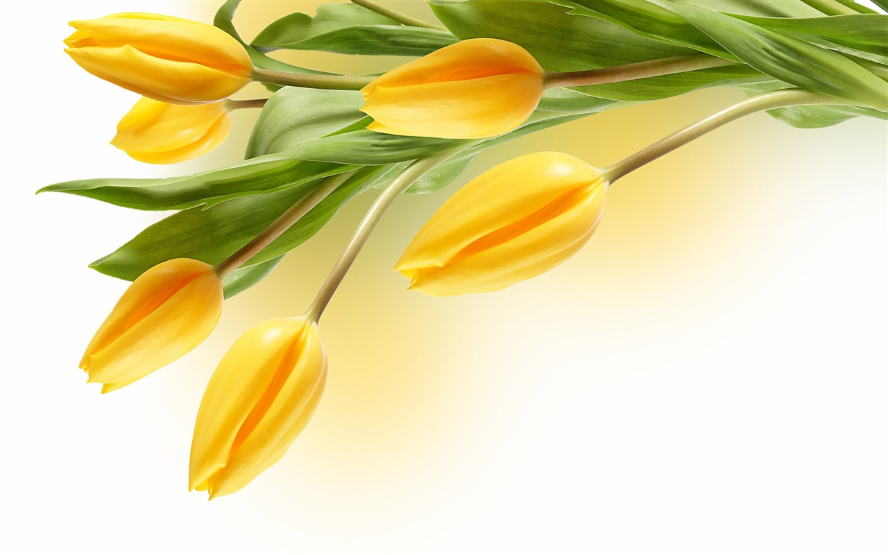 Velký tulipán tapetu (2) #2 - 1280x800