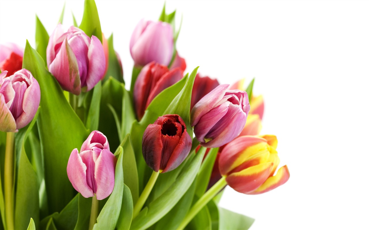 Velký tulipán tapetu (2) #4 - 1280x800
