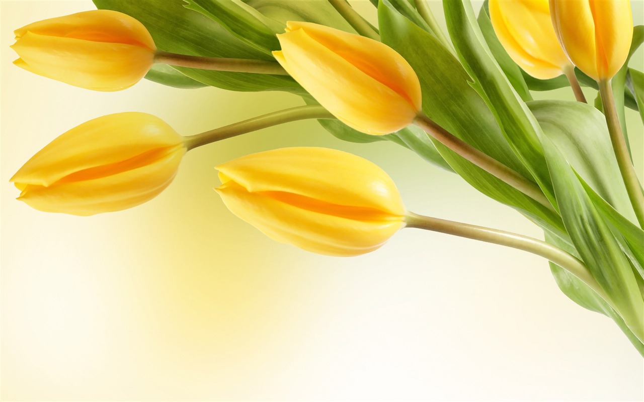 Large tulip wallpaper (2) #5 - 1280x800