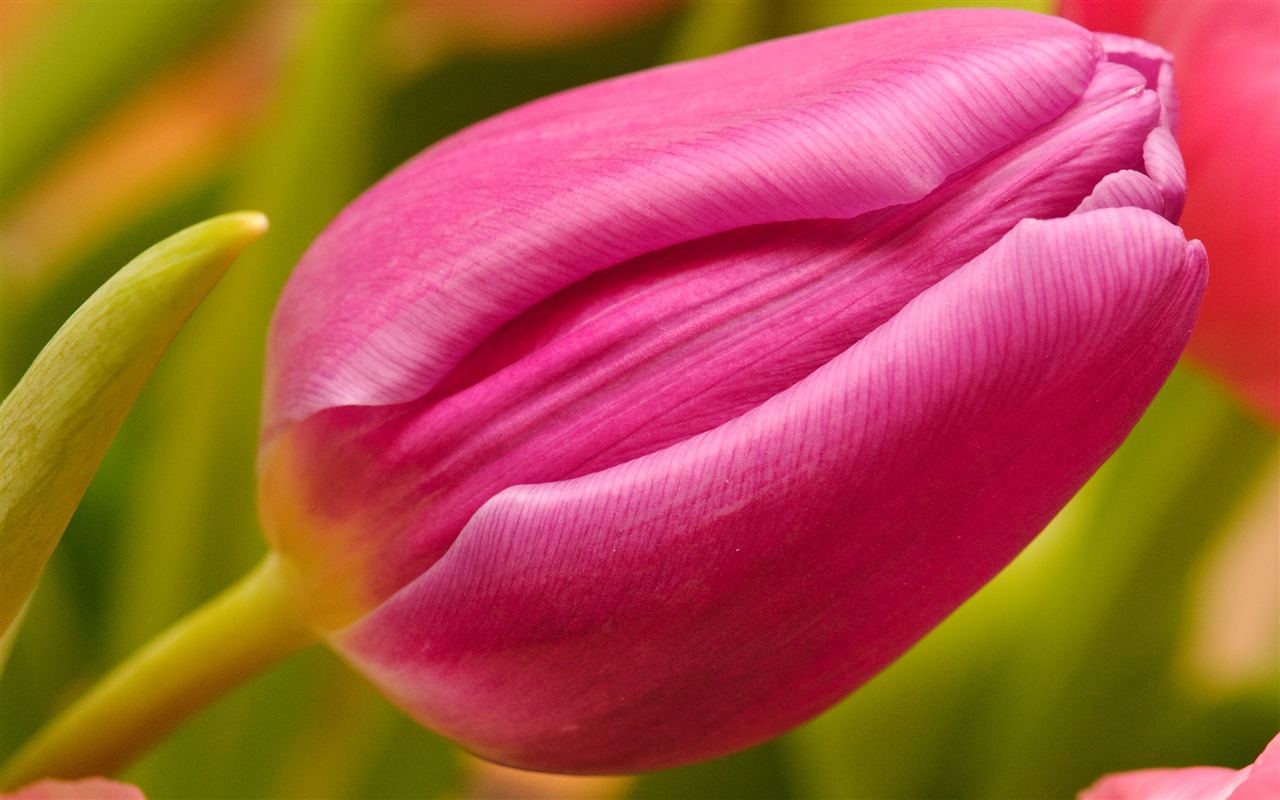 Large tulip wallpaper (2) #6 - 1280x800