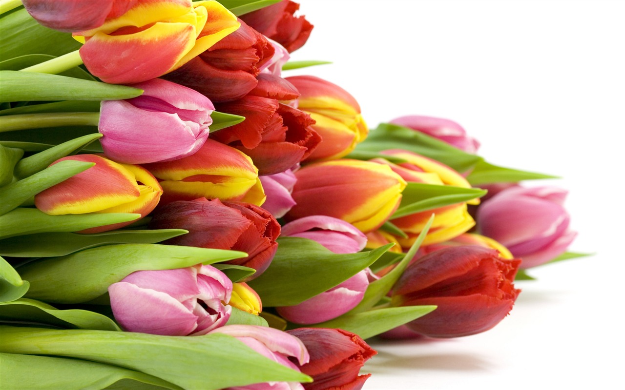 Velký tulipán tapetu (2) #7 - 1280x800