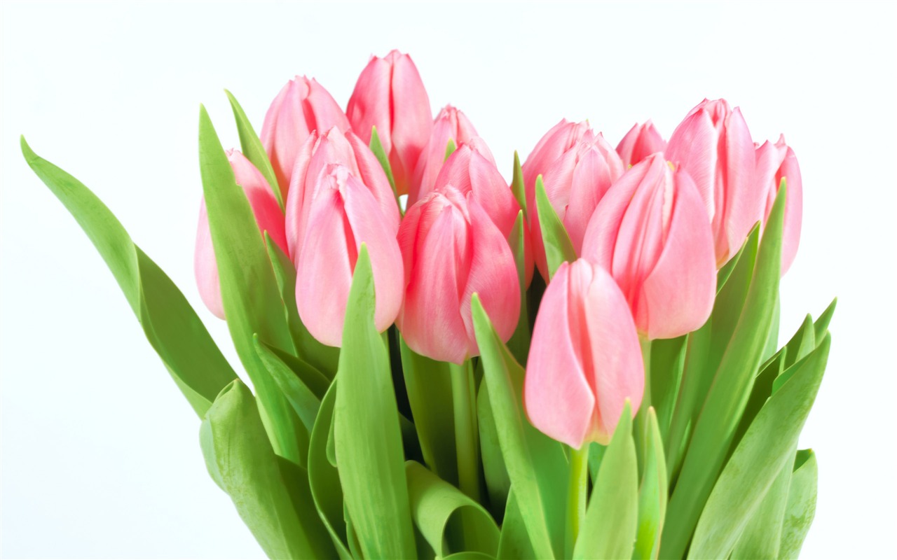 Velký tulipán tapetu (2) #9 - 1280x800