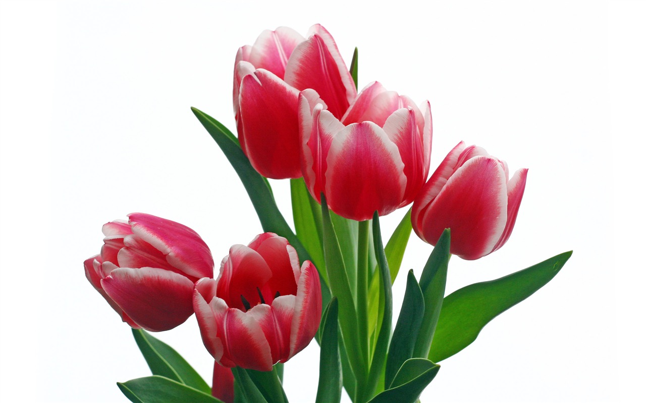 Velký tulipán tapetu (2) #10 - 1280x800