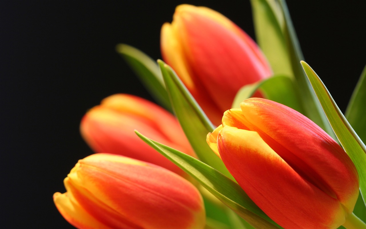 Velký tulipán tapetu (2) #12 - 1280x800