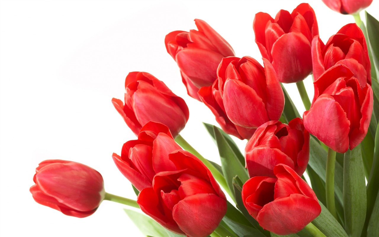 Velký tulipán tapetu (2) #13 - 1280x800
