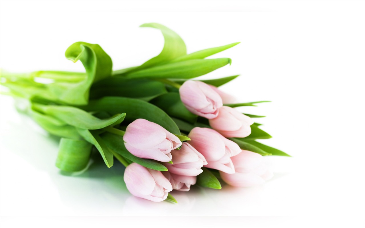 Velký tulipán tapetu (2) #14 - 1280x800