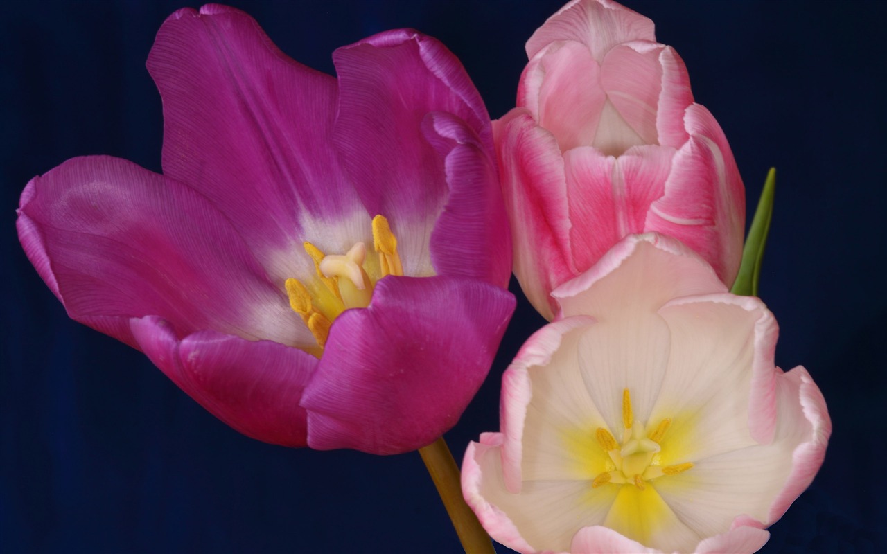 Velký tulipán tapetu (2) #17 - 1280x800
