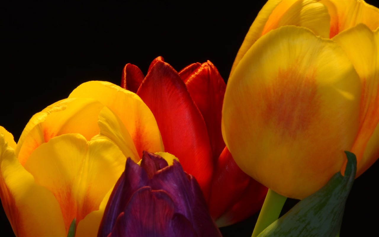 Velký tulipán tapetu (2) #18 - 1280x800