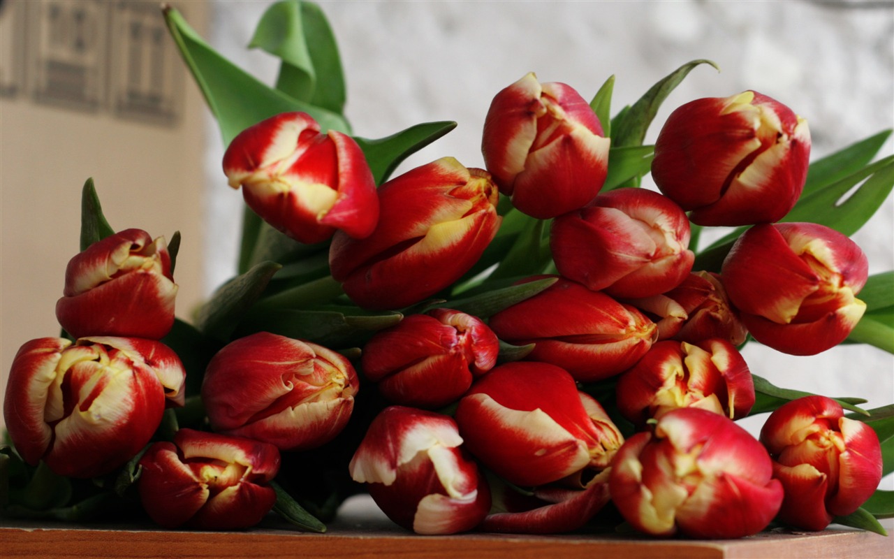 Velký tulipán tapetu (2) #19 - 1280x800