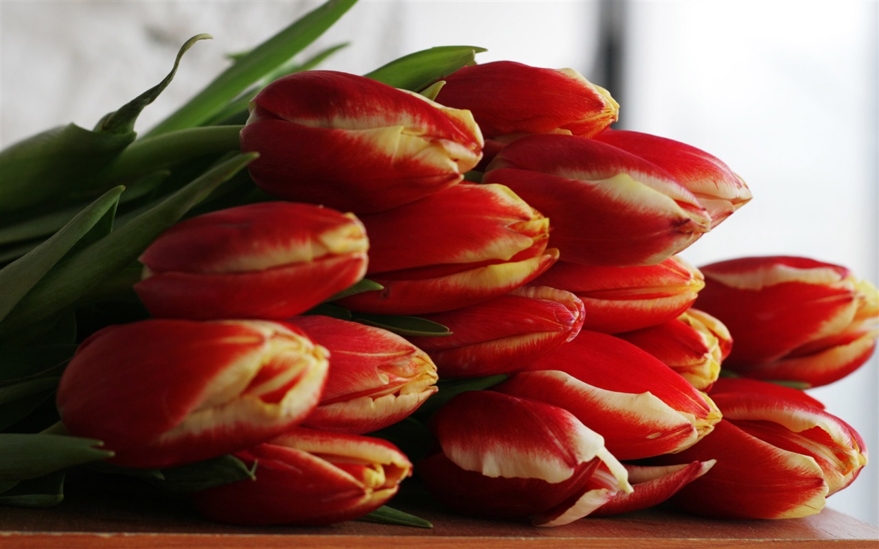 Velký tulipán tapetu (2) #20 - 1280x800