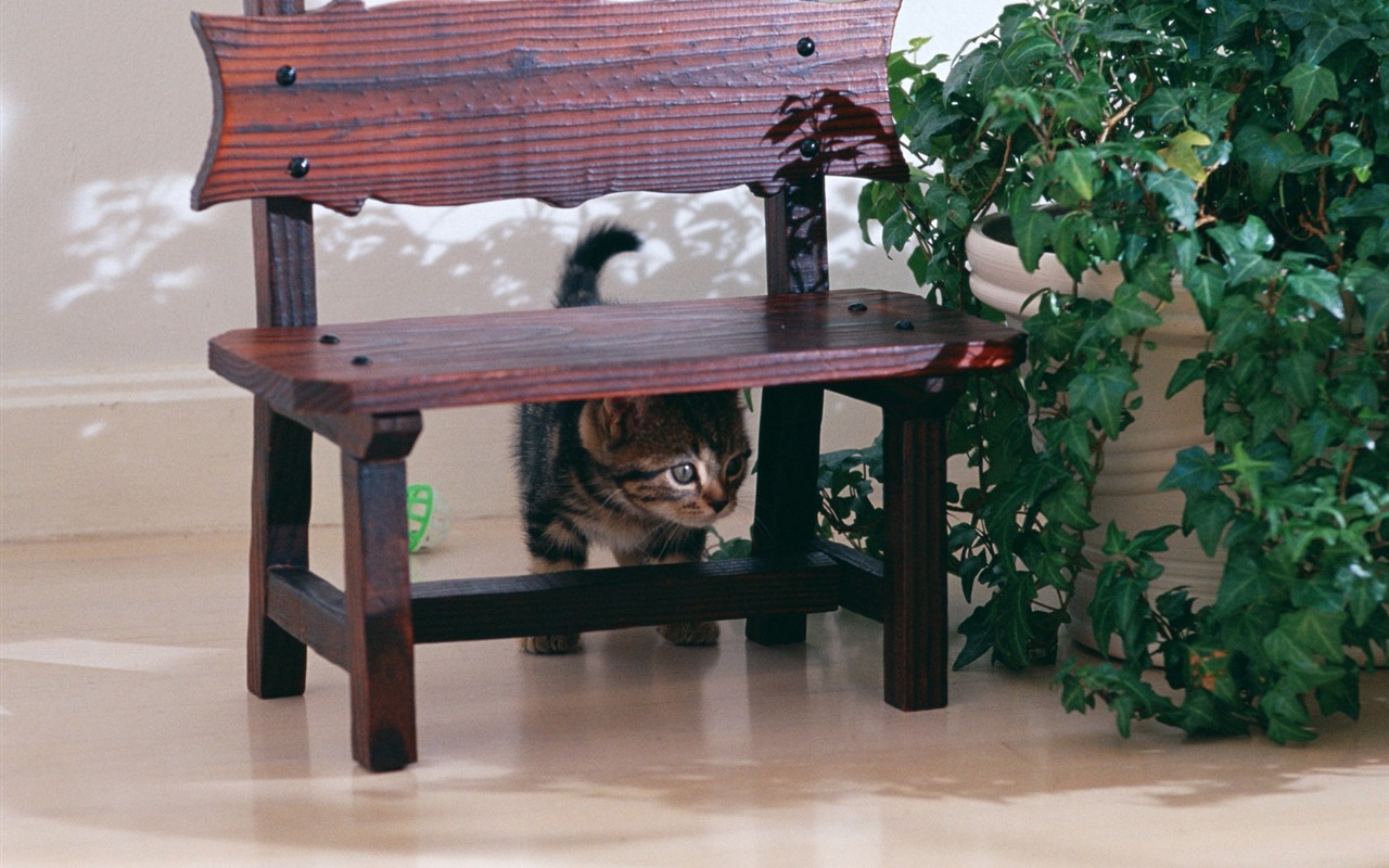 1600 Cat Foto Tapety (7) #2 - 1280x800