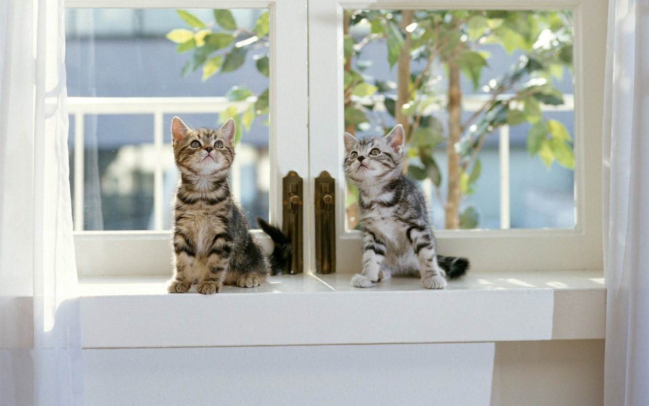 1600 Cat Foto Tapety (7) #4 - 1280x800