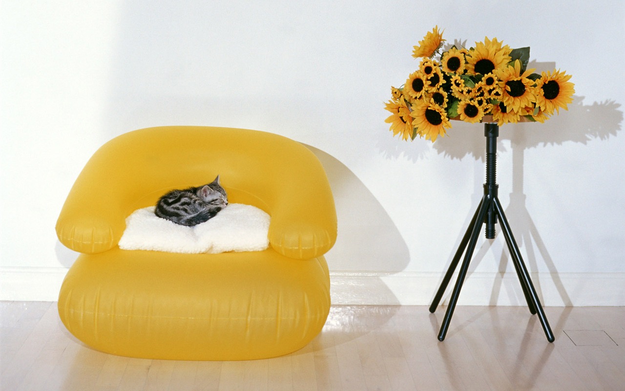 1600 Cat Photo Wallpaper (7) #8 - 1280x800