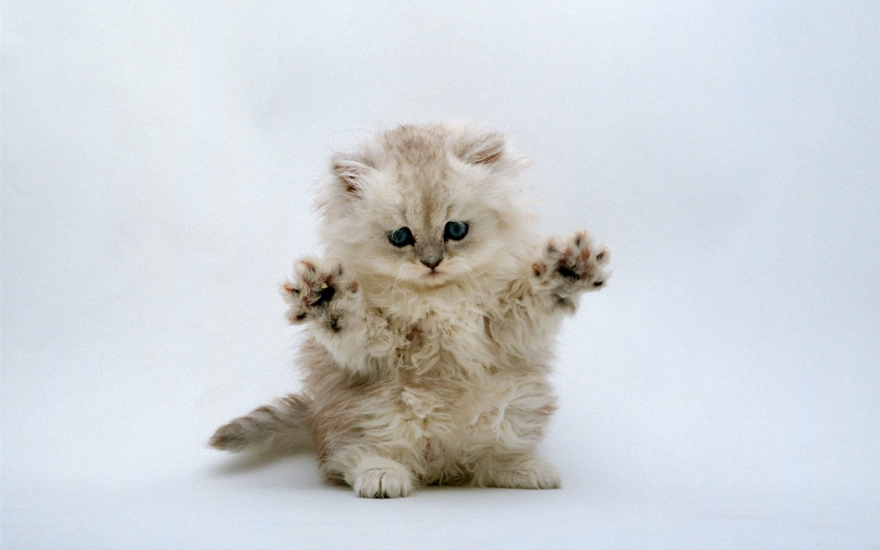 1600 Cat Foto Tapety (7) #9 - 1280x800
