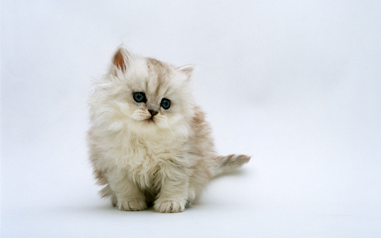 1600 Cat Foto Tapety (7) #10 - 1280x800