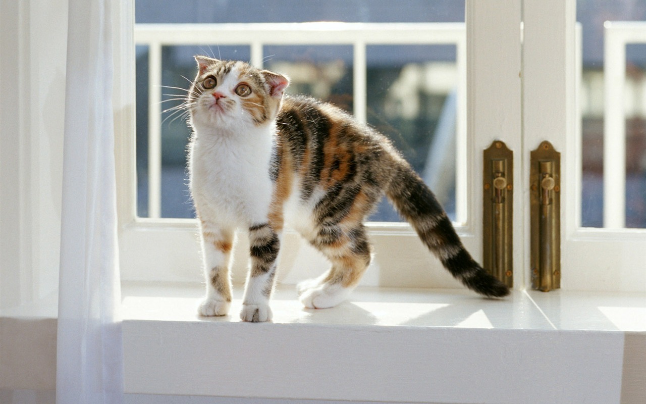 1600 Cat Foto Tapety (7) #11 - 1280x800