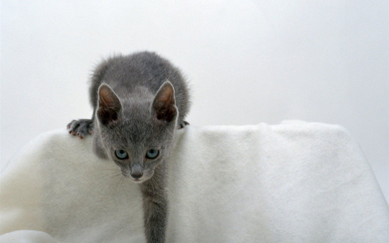 1600 Cat Foto Tapety (7) #16 - 1280x800