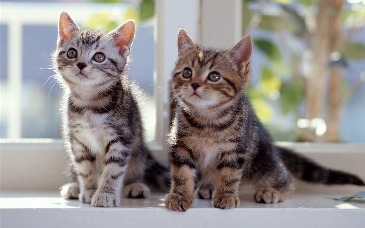 1600 Cat Foto Tapety (7) #17 - 1280x800