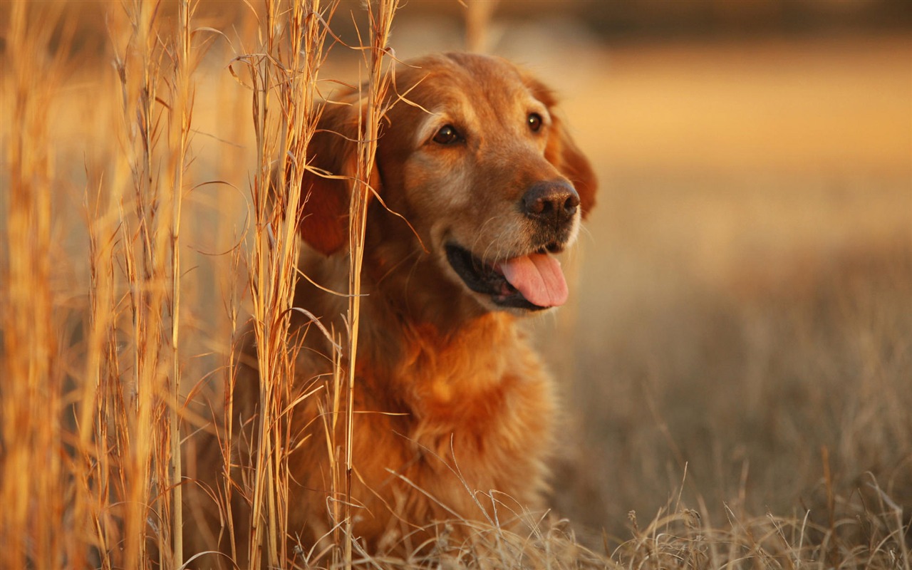 Cachorro de fotos HD fondos de escritorio (8) #1 - 1280x800