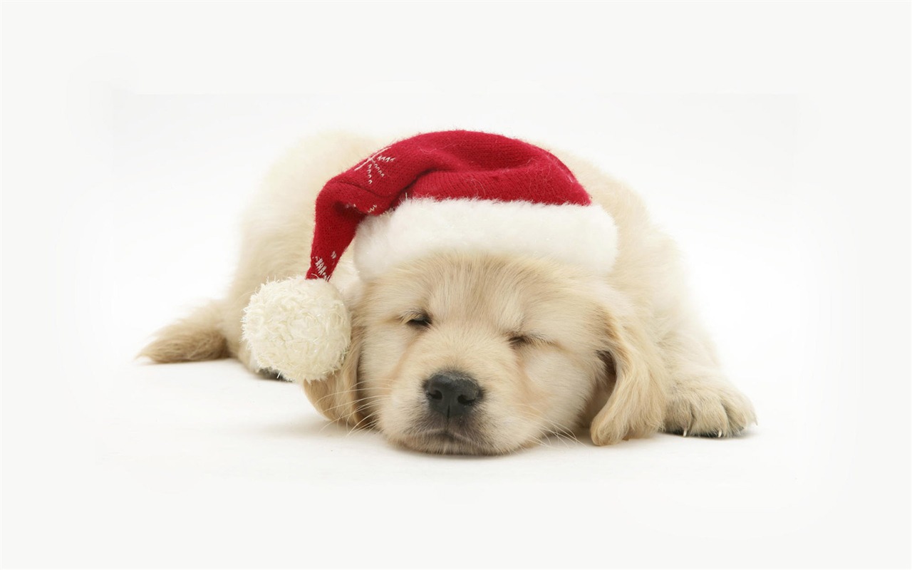 Puppy Foto HD Tapety na plochu (8) #3 - 1280x800