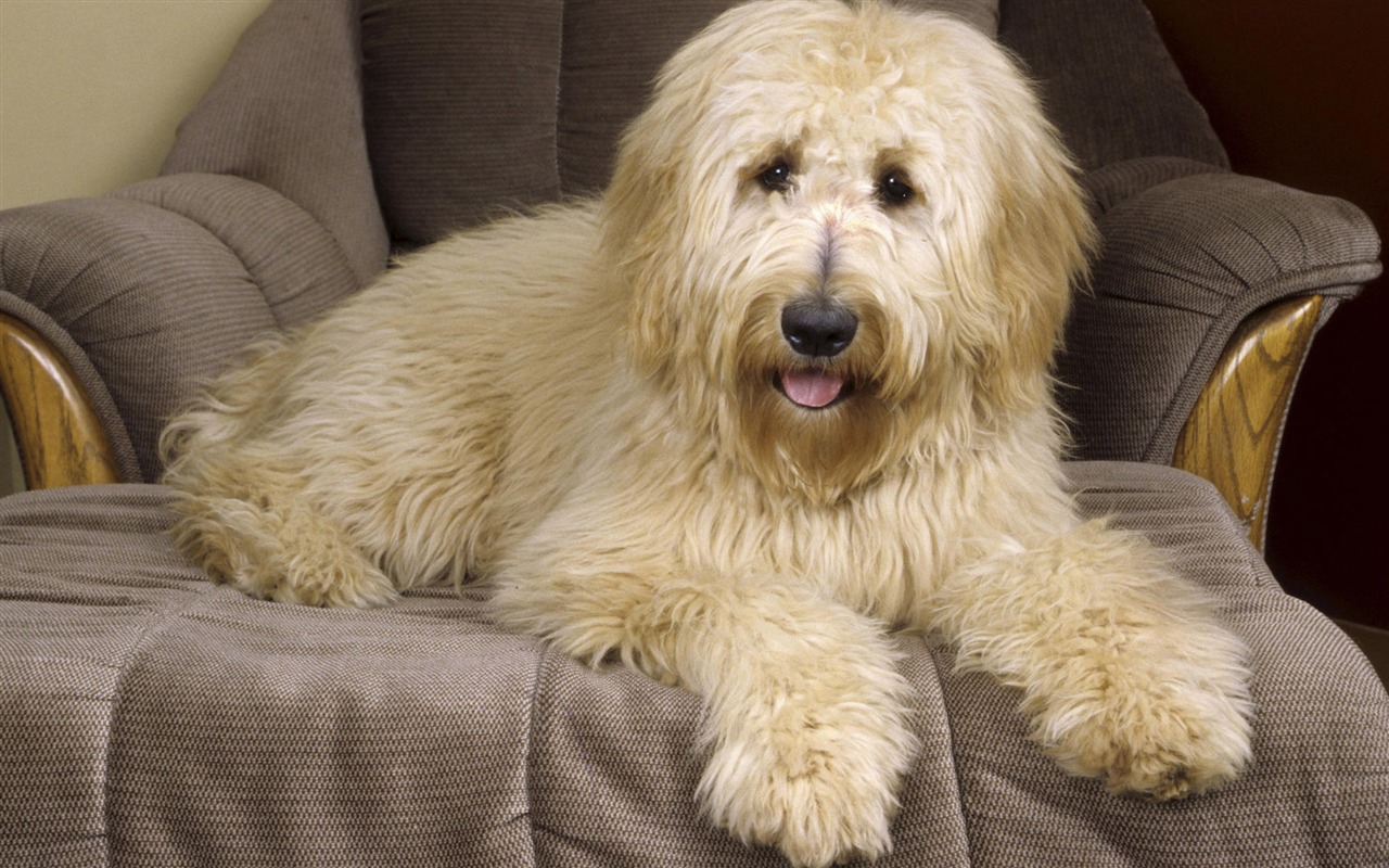 Puppy Foto HD Tapety na plochu (8) #4 - 1280x800