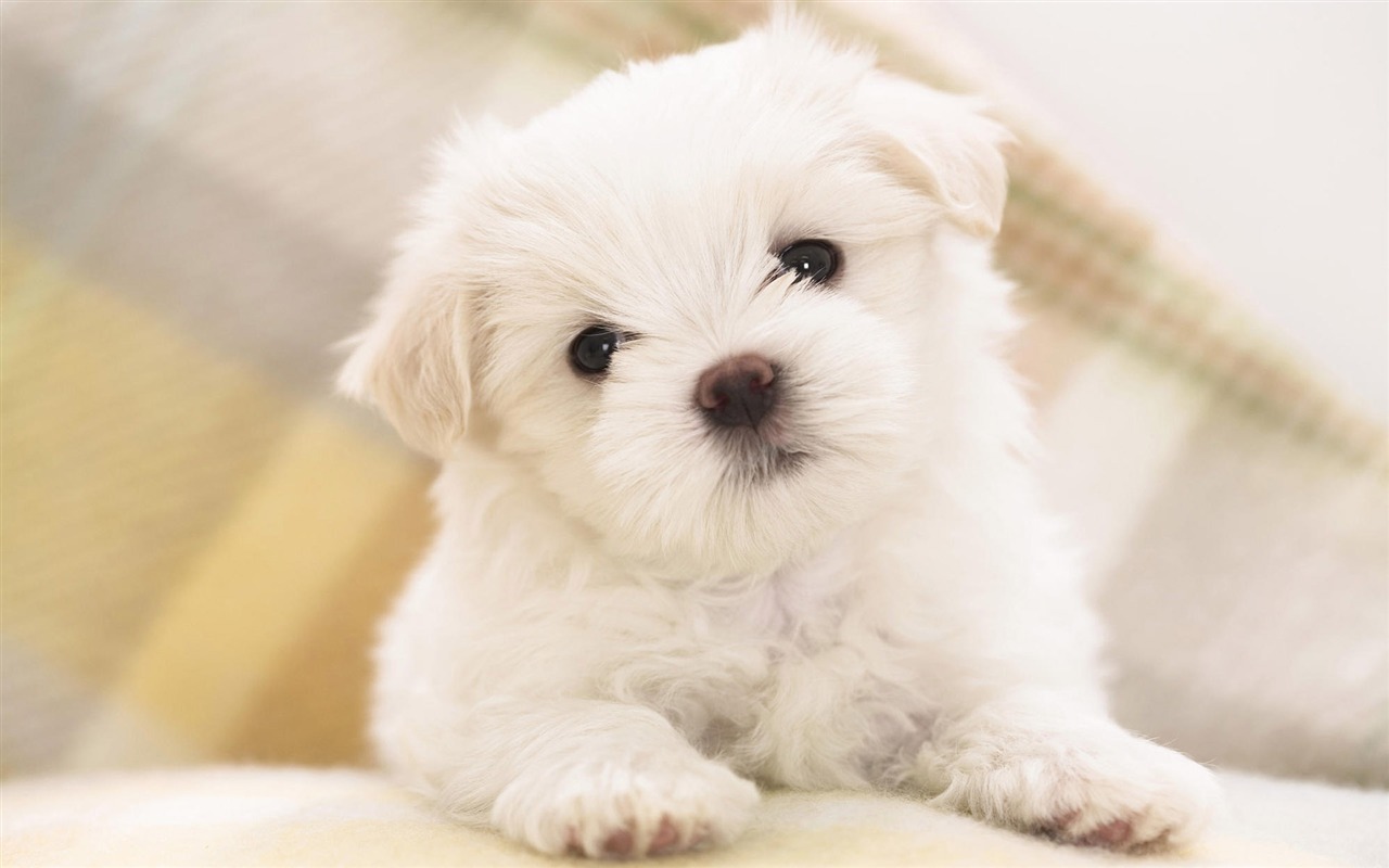Puppy Foto HD Tapety na plochu (8) #6 - 1280x800