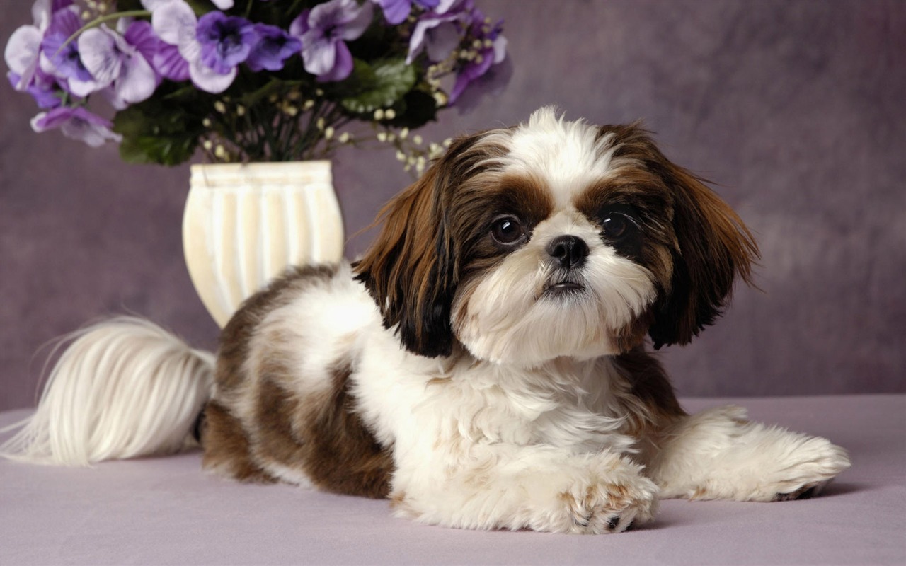 Puppy Foto HD Tapety na plochu (8) #9 - 1280x800