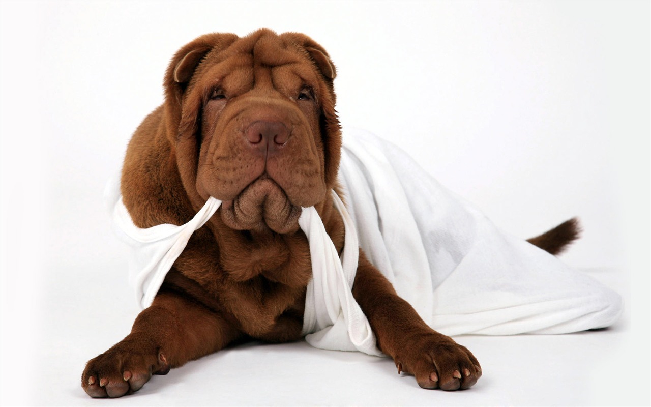Puppy Foto HD Tapety na plochu (8) #10 - 1280x800