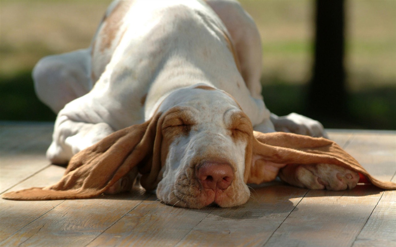 Cachorro de fotos HD fondos de escritorio (8) #12 - 1280x800