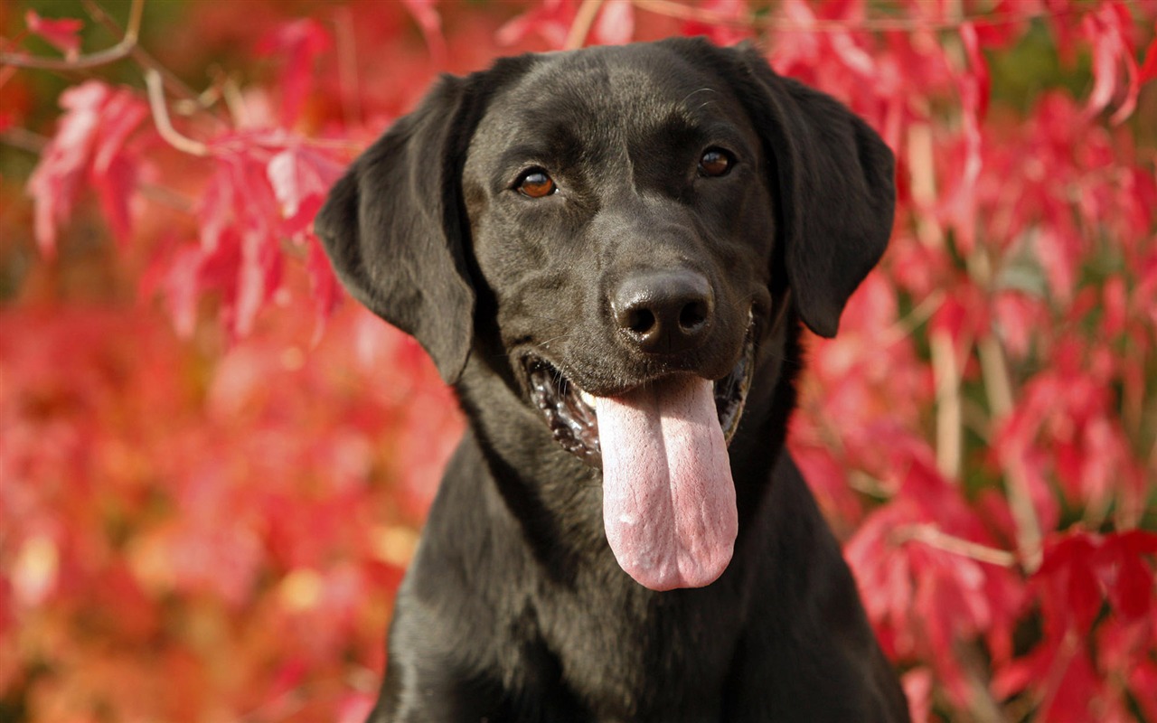 Puppy Foto HD Tapety na plochu (8) #14 - 1280x800