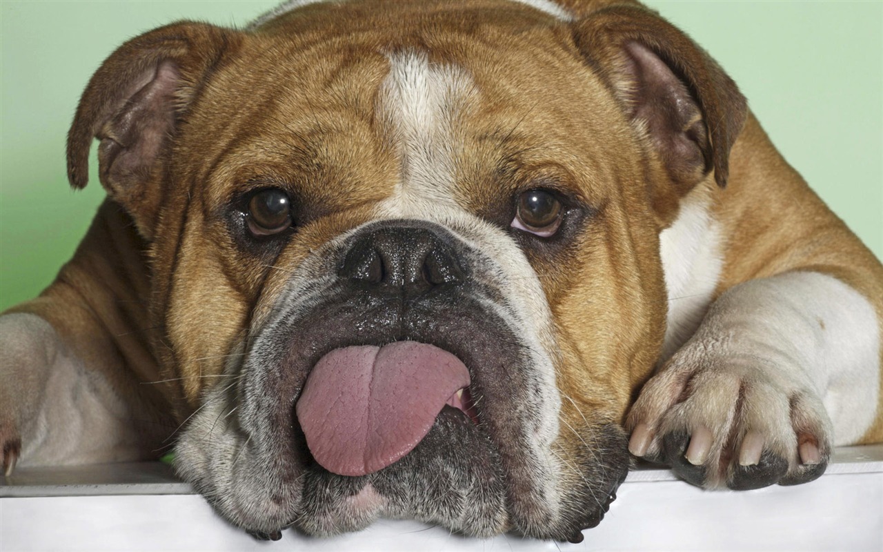 Puppy Foto HD Tapety na plochu (8) #15 - 1280x800