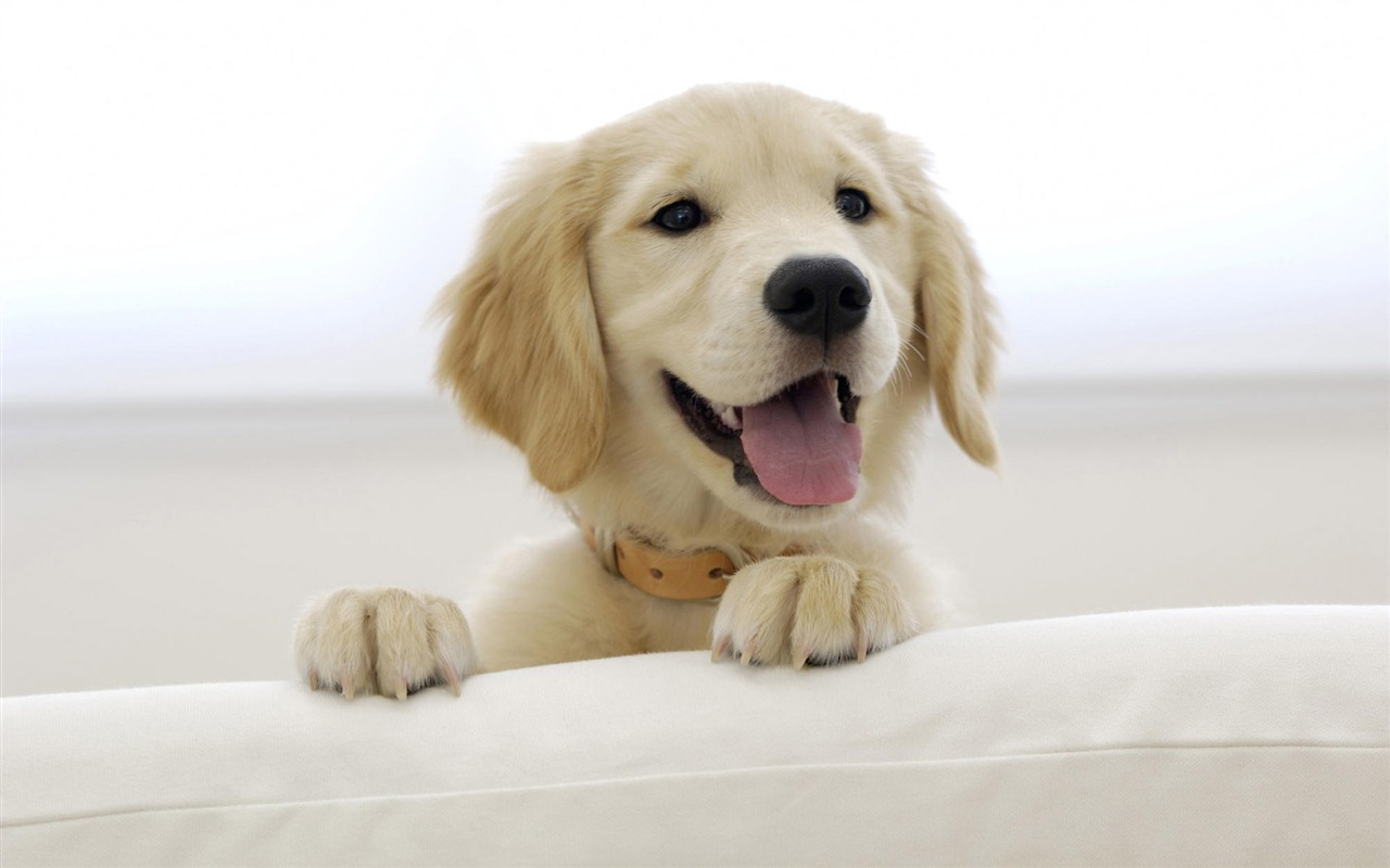 Puppy Foto HD Tapety na plochu (8) #16 - 1280x800