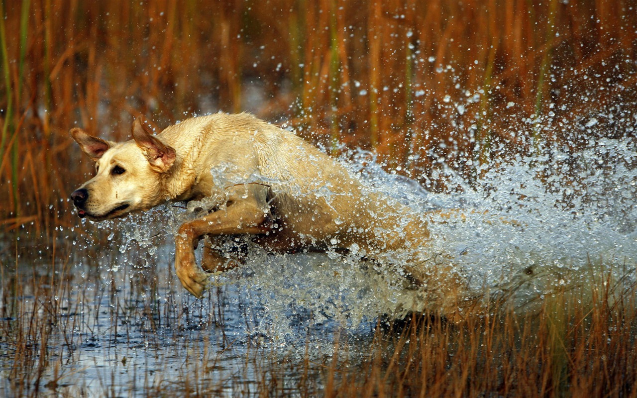 Puppy Foto HD Tapety na plochu (8) #17 - 1280x800