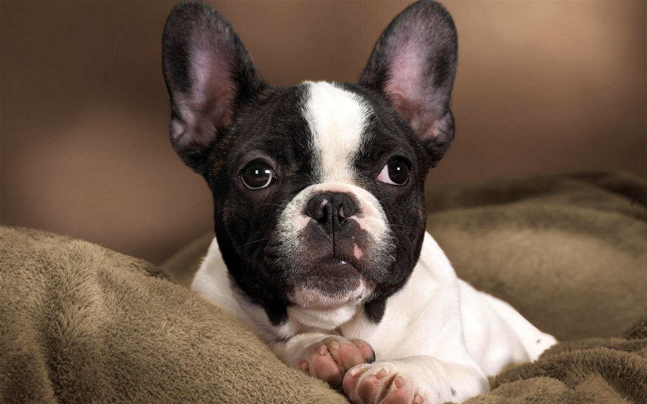 Puppy Photo HD wallpapers (8) #18 - 1280x800