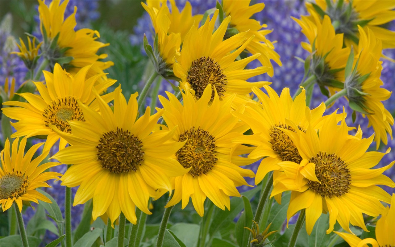 寬屏鮮花特寫 壁紙(一) #3 - 1280x800