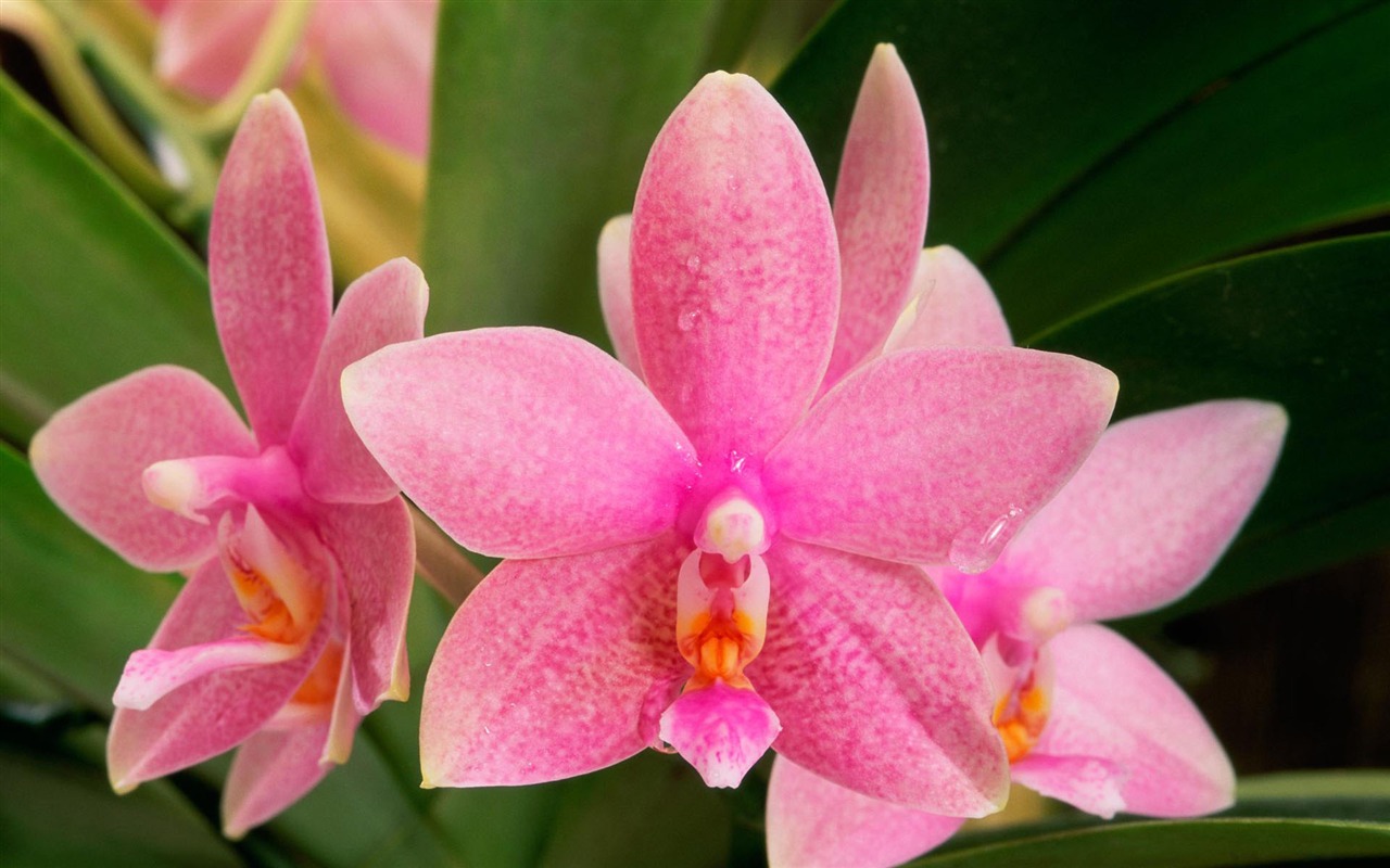 fleurs fond d'écran Widescreen close-up (1) #9 - 1280x800