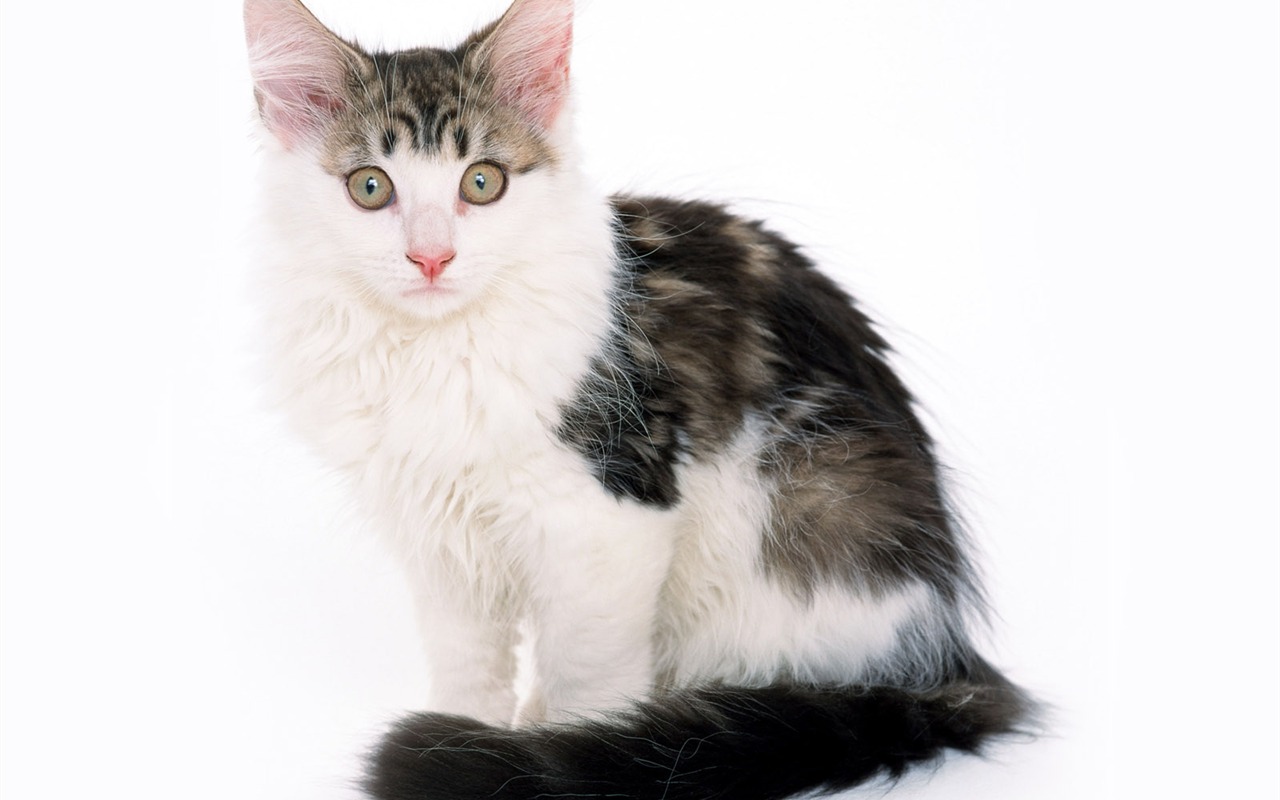 1600 Cat Foto Tapety (8) #3 - 1280x800